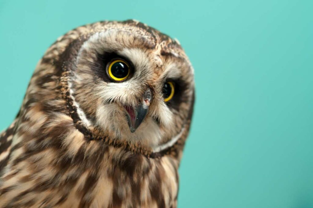 owl