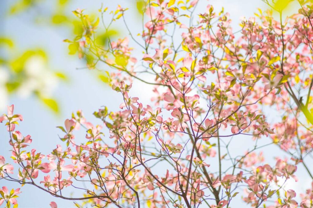 Flowering Dogwood