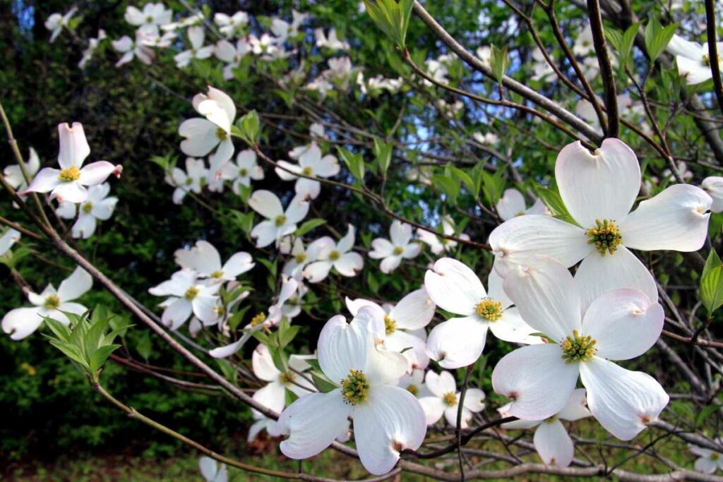 Pagoda Dogwood