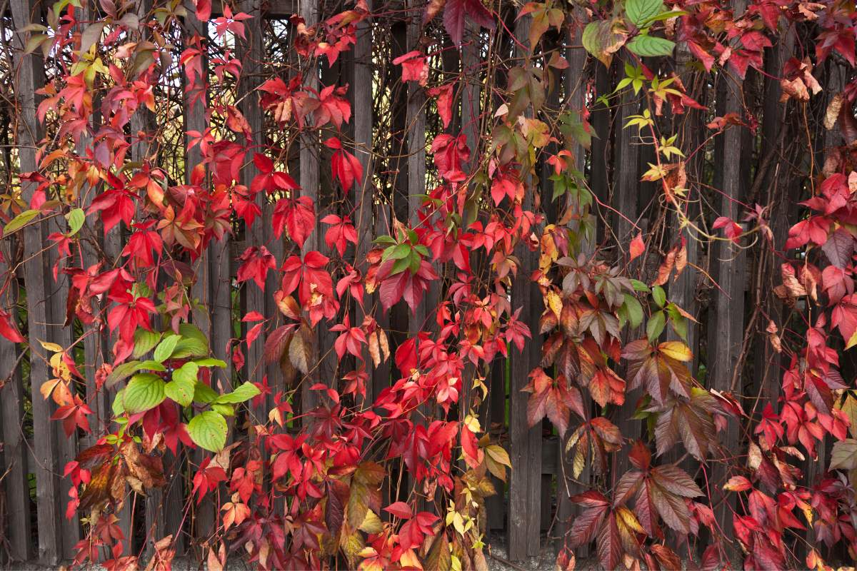 Virginia Creeper Maintenance and Care Guide