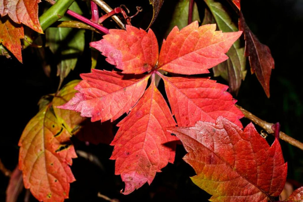 Virginia Creeper leaf shape