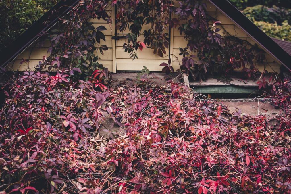 Virginia Creeper in fall