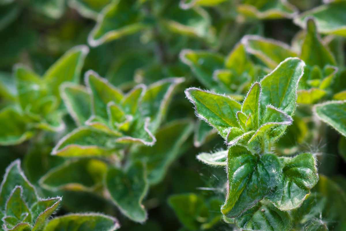 Is Oregano Invasive? Exploring Its Impact on Native Ecosystems