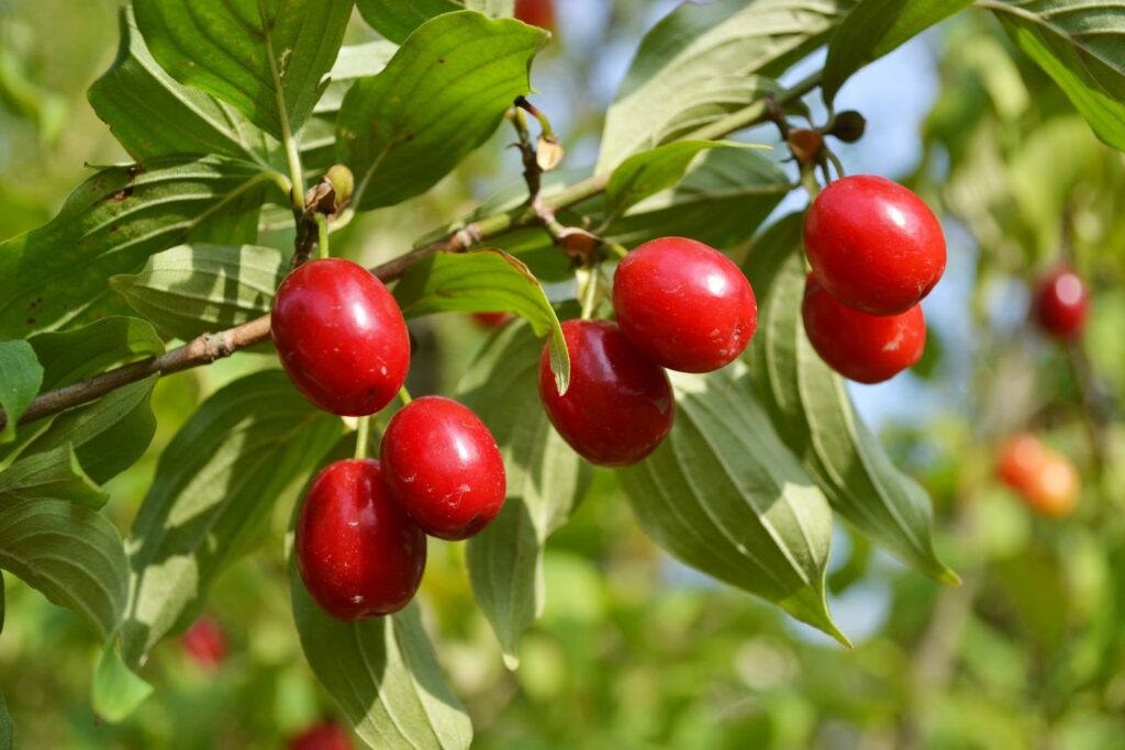 Cornelian Cherry