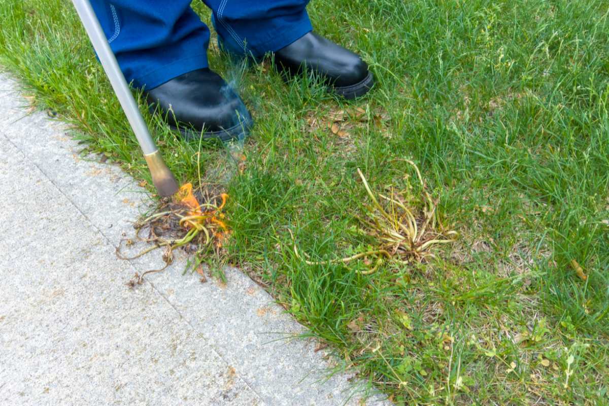 Top 3 Backyard Weed Torches for Your Gardening Needs