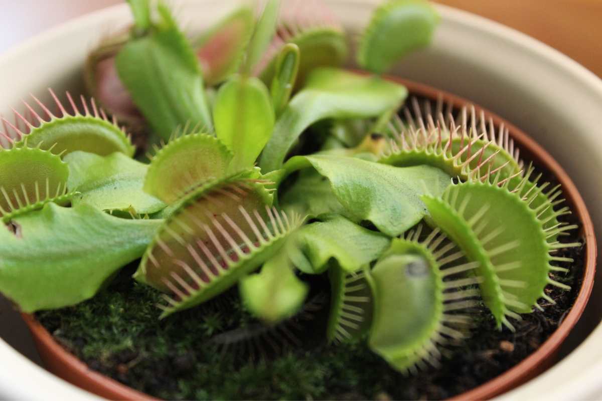 5 Plants that Eat Gnats