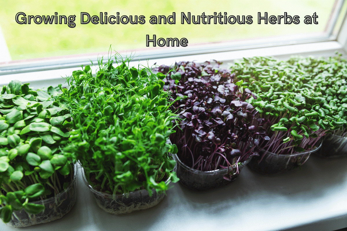 Growing Delicious and Nutritious Herbs at Home: A Comprehensive Guide