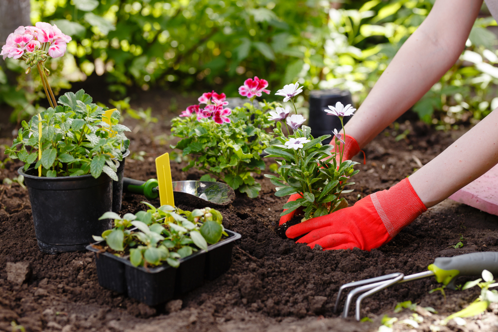 A gardener planting a flower.
