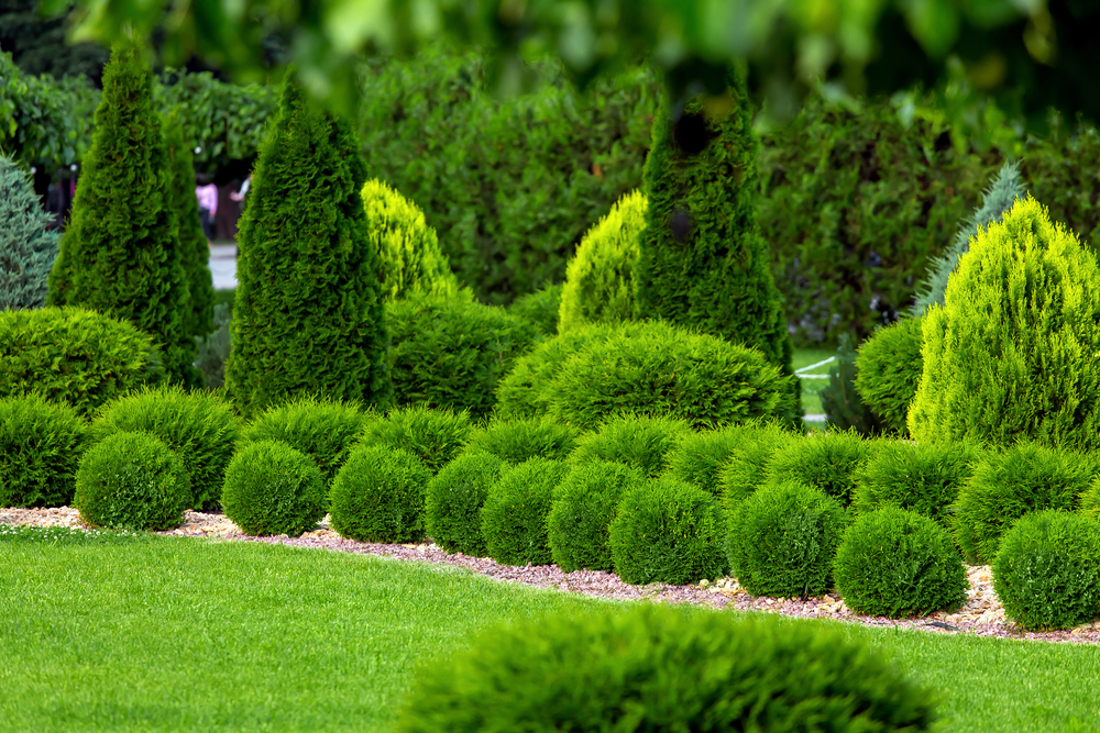 Trees and shrubs in a garden.