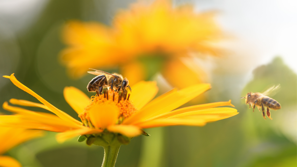 What Are Pollinators (What They Do And Why They’re Essential)?