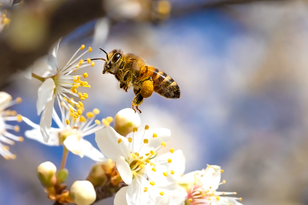 Why Are Bees Important (And Why Should You Care)?