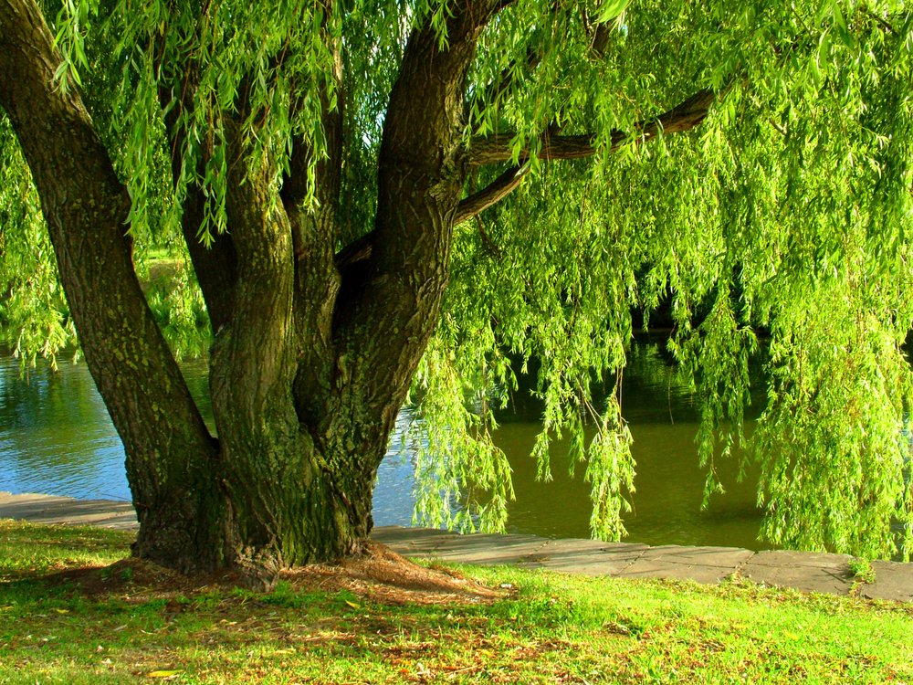 Willow tree by a lake.