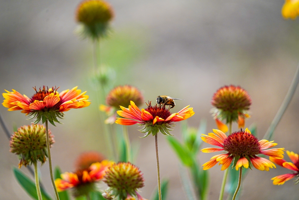 6 Best Pollinators For Your Garden (And How To Attract Them)