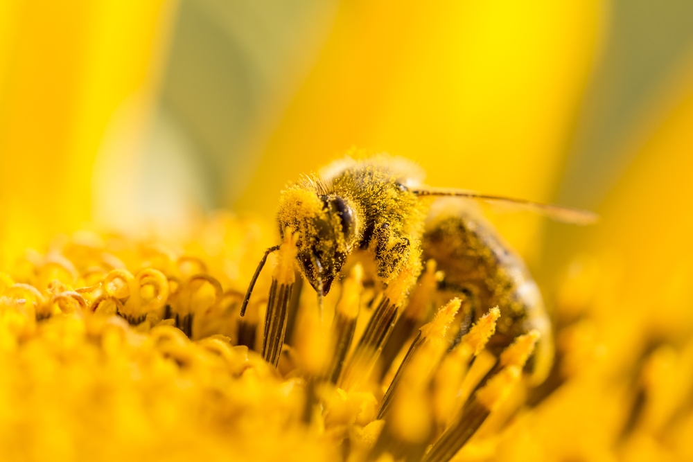A closeup of a bee covered in pollen on a flower.
