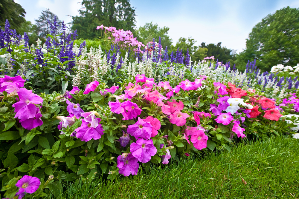 Rows of flowers in a garden.