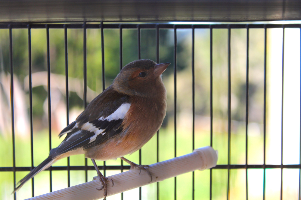 Should You Keep A Chaffinch As A Pet: Everything To Know