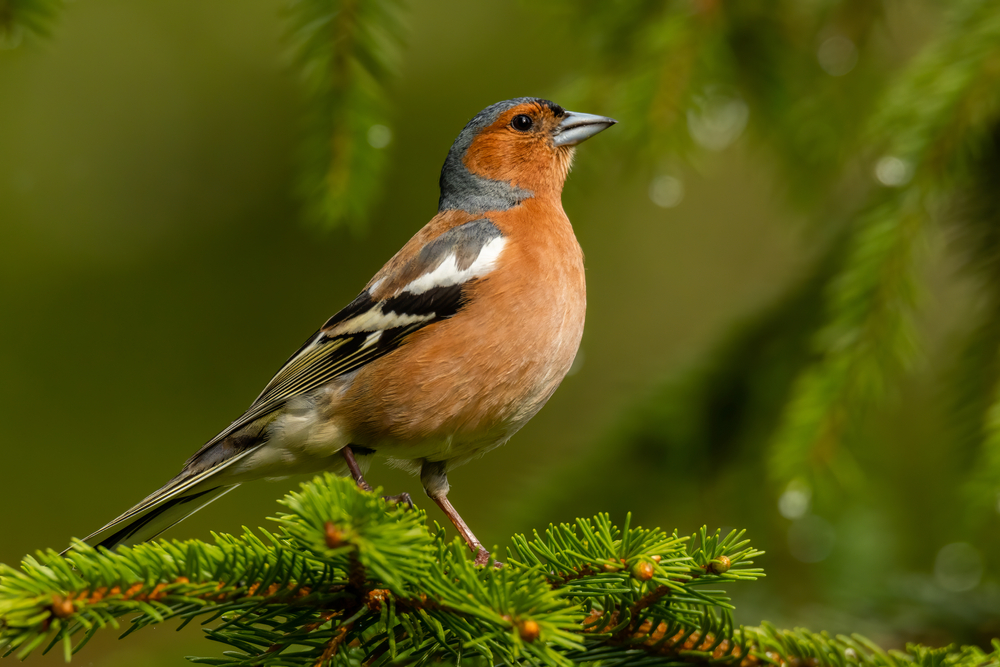 A chaffinch standing on a pine branch.