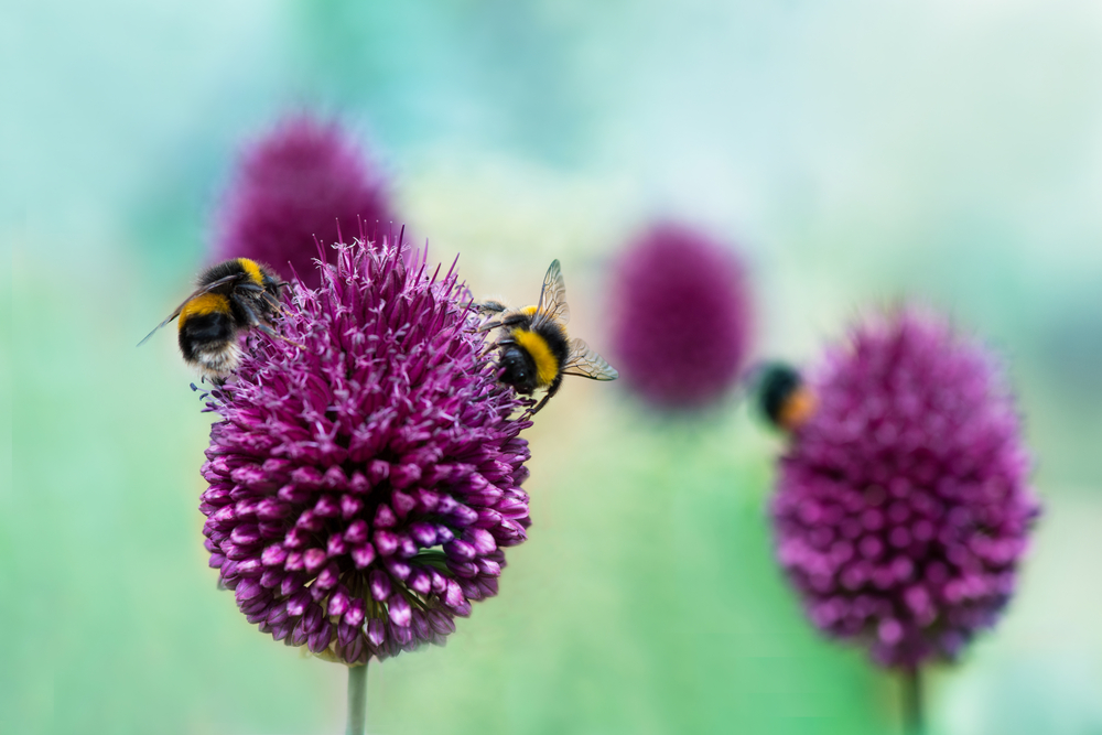 How To Make A Bee-Friendly Garden: 6 Top Tips