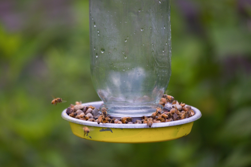 How To Make A Bee Feeder With Step-By-Step Instructions