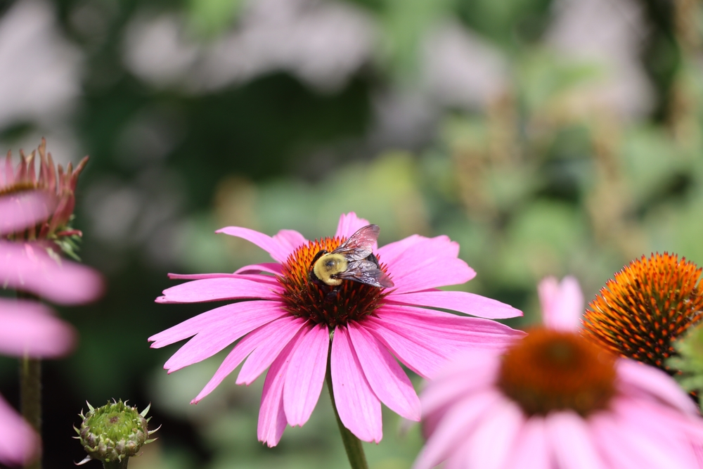 What Do Bees Eat (And What Can You Do About It)?