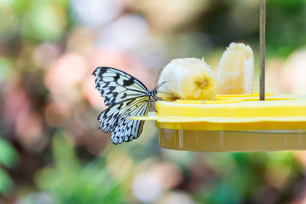 4 Best Butterfly Feeders For Your Garden (And Why)