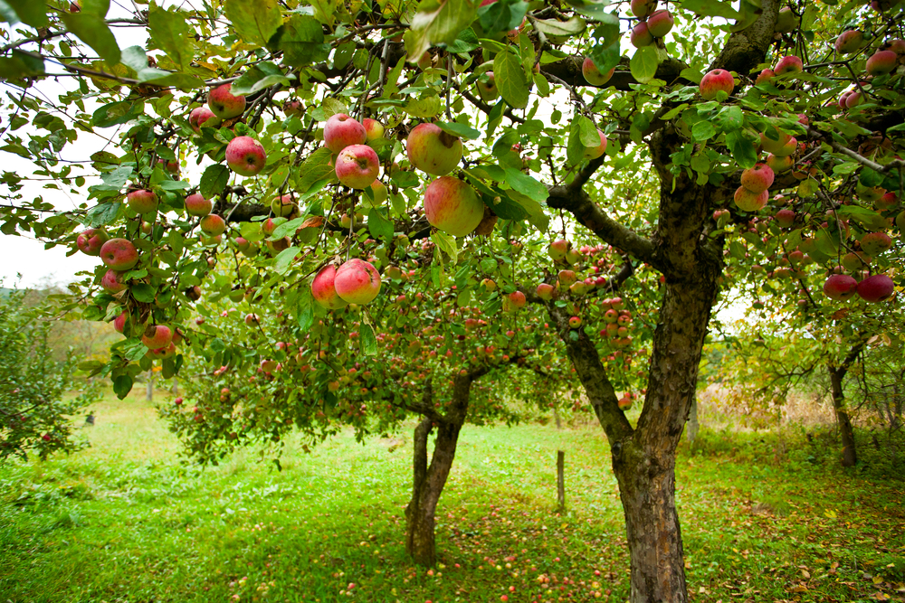 How Long Does It Take To Grow An Apple Tree?