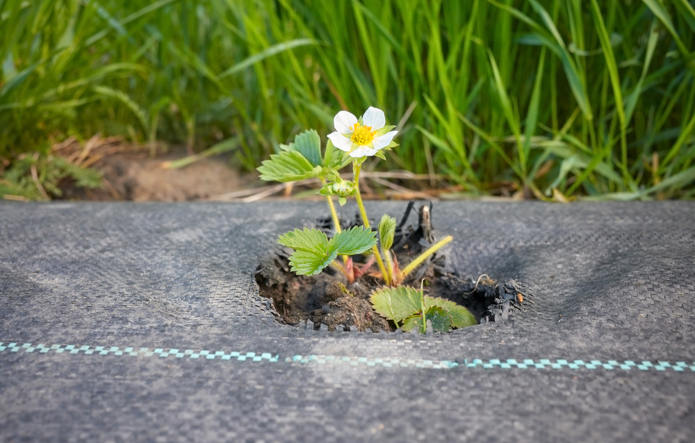 A plant poking up through an exposed area of soil beneath landscape fabric.