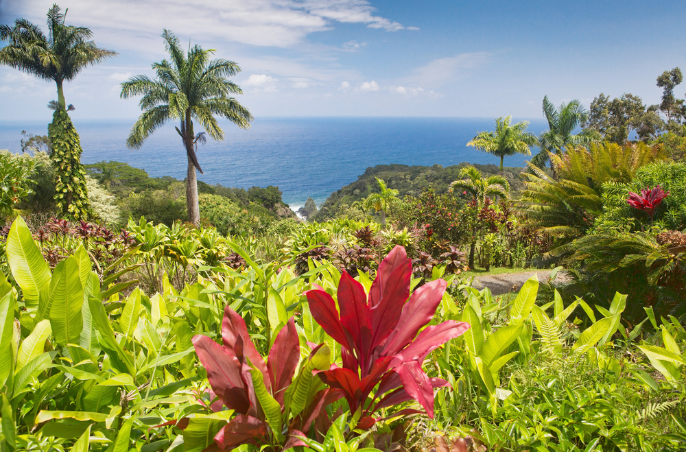 Hawai'i botanical garden showing lots of plants, some of which are red.