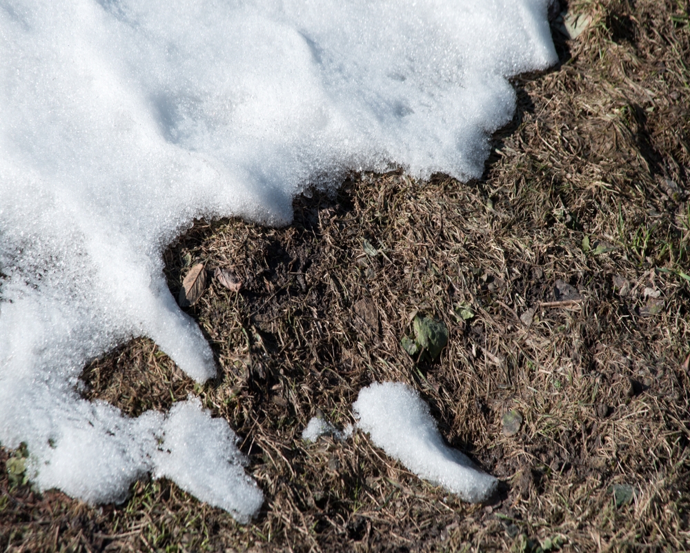A closeup of the ground with snow covering part of it.