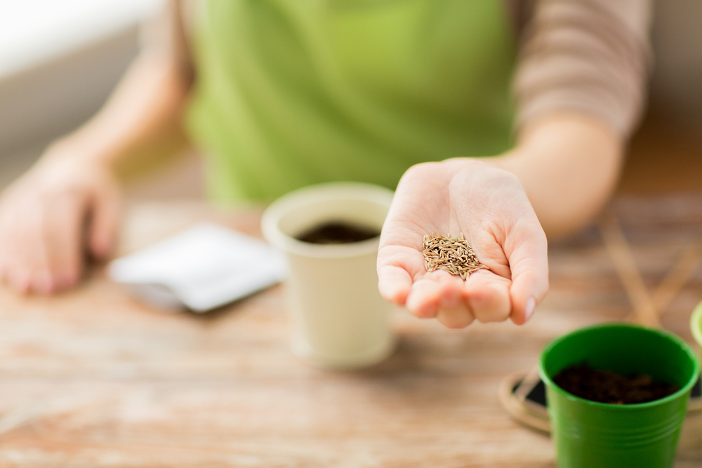 A female gardener holding some seeds in her hand.