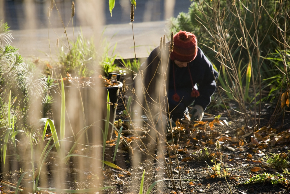 A gardener working in their garden.