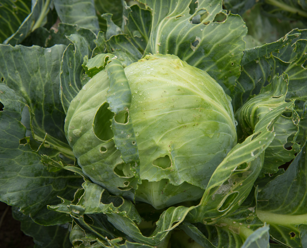 A cabbage with holes in it from pests.