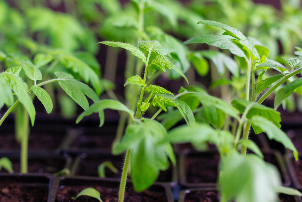 A closeup of tomato seedlings in a tray.