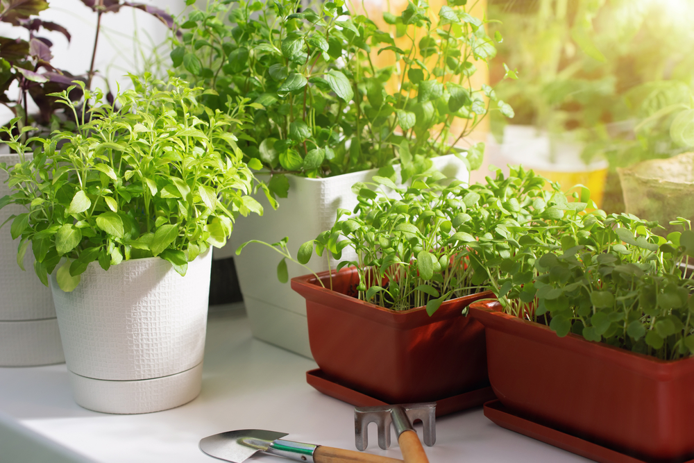Various edible microgreens in containers by the window.