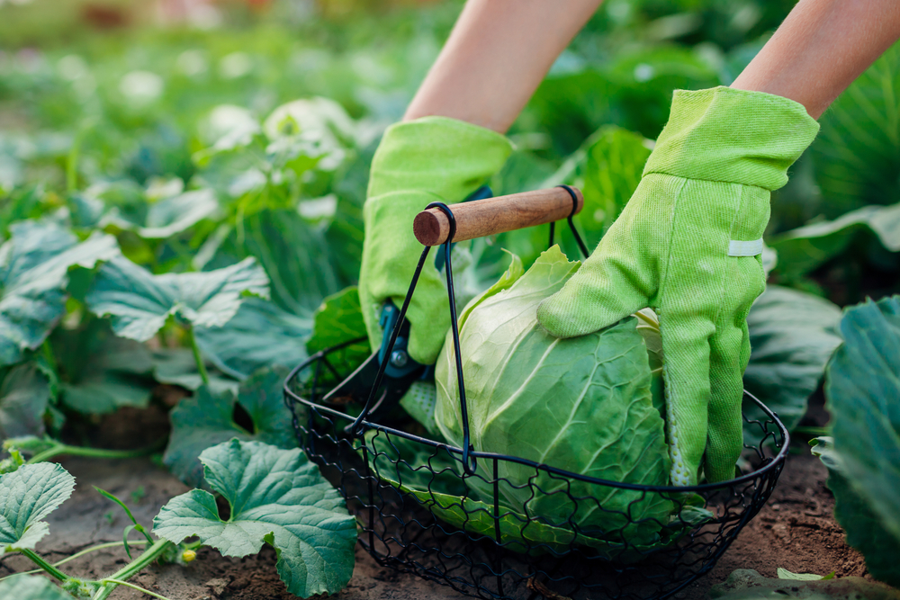 Closeup of gloved hands placing cabbage in metal basket.