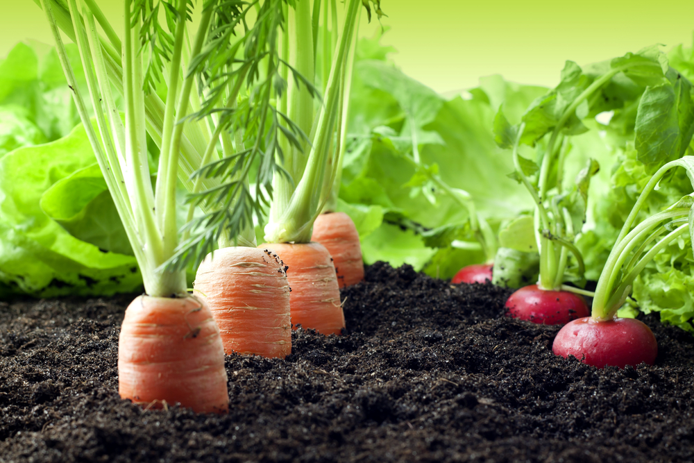 The Essential Pros And Cons Of Vegetable Gardening
