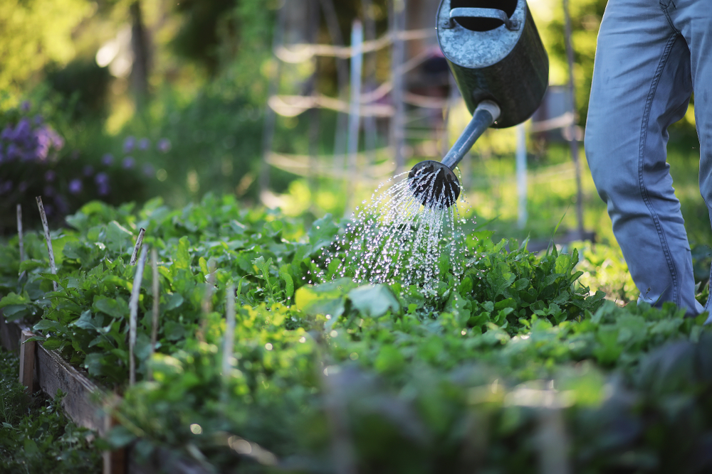 A gardener watering their garden.