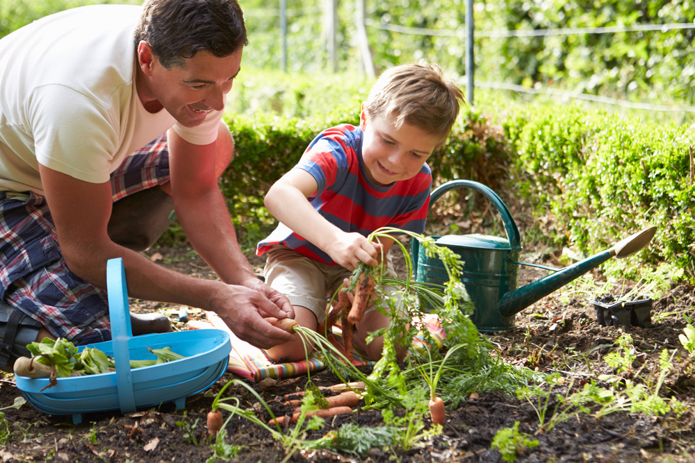 A father and son enjoying harvesting carrots from their garden.