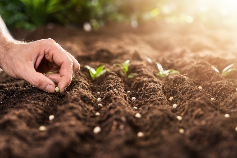 A closeup of a farmer planting seeds in rows.