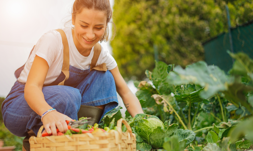 A young woman collecting some vegetables from her garden into a basket.