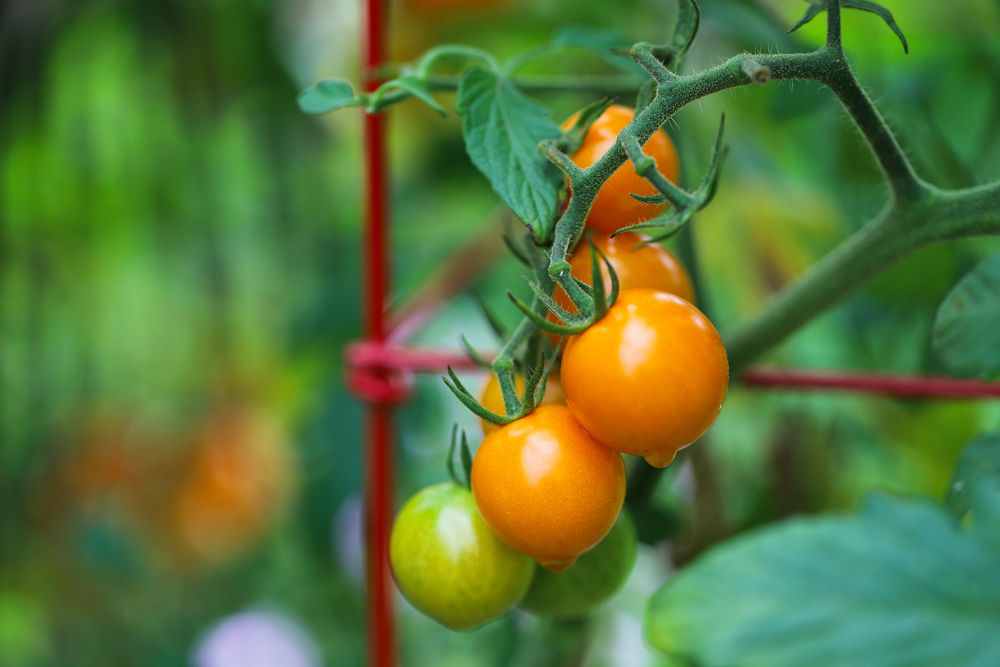 A closeup of sun gold tomatoes.