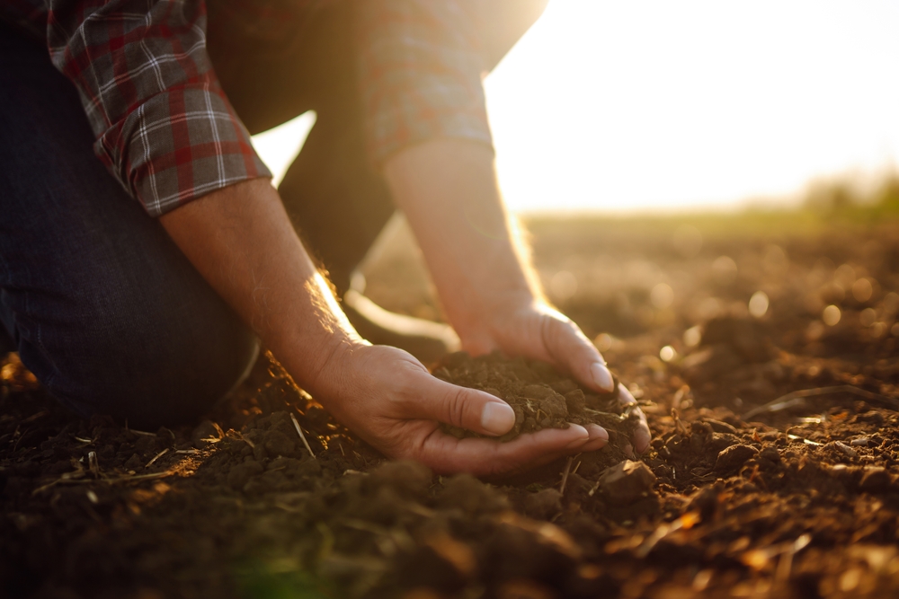 Male hands holding some soil on a sunny day.