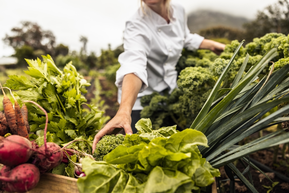 A chef harvesting vegetables.