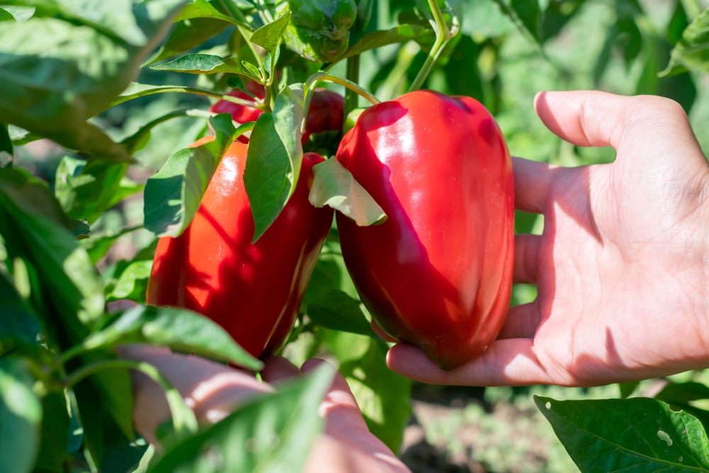 A closeup of someone holding a red pepper.