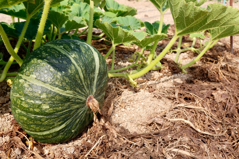 A closeup of some kabocha squash.