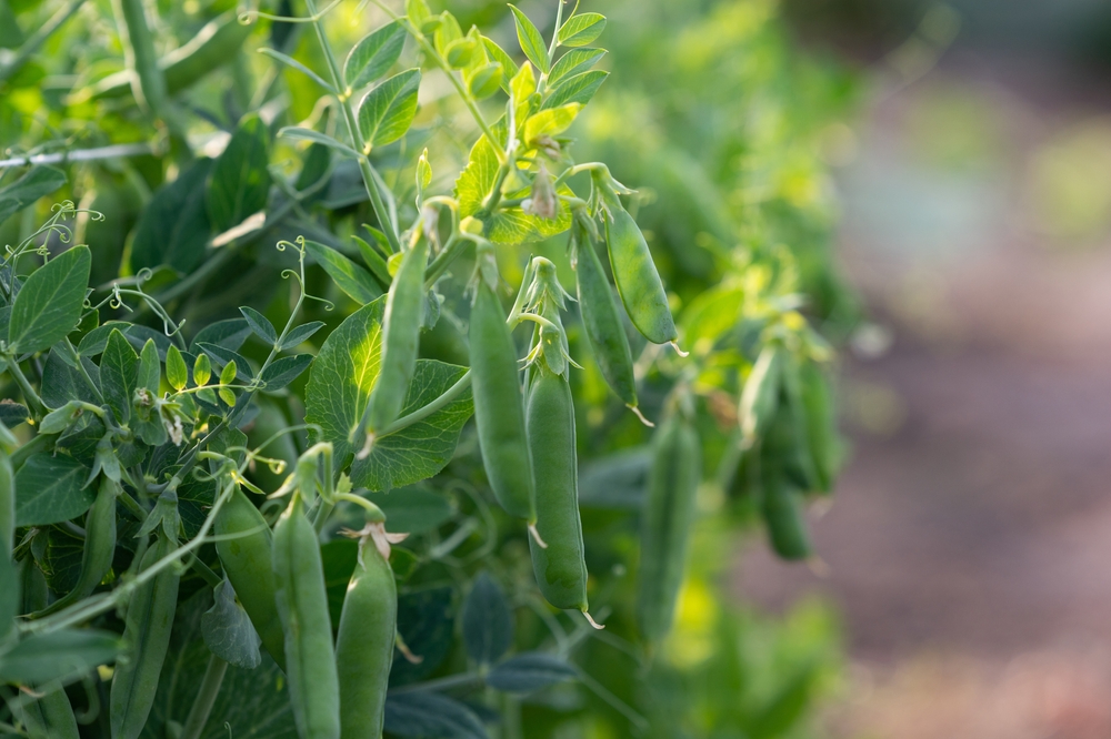 A closeup of pea pods.