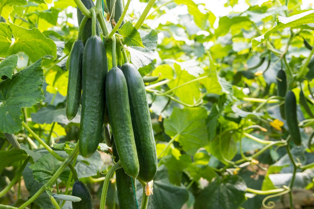 Cucumbers growing in a garden.