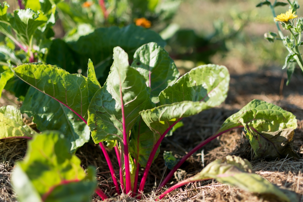 A closeup of chard growing in a garden.