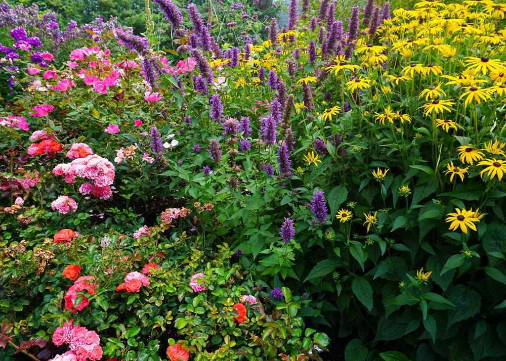 A flower garden with purple, pink, and yellow flowers.