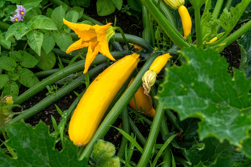 A closeup of some yellow squash.